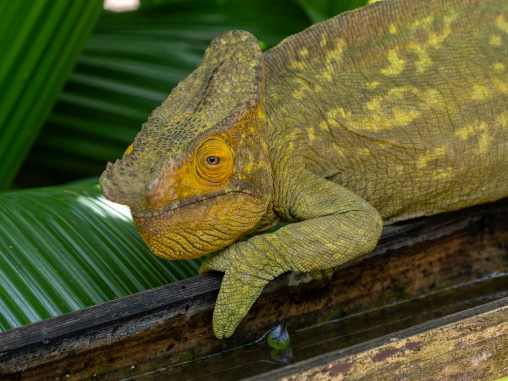 A Parson's chameleon, vivid green and yellow, resting on a palm frond