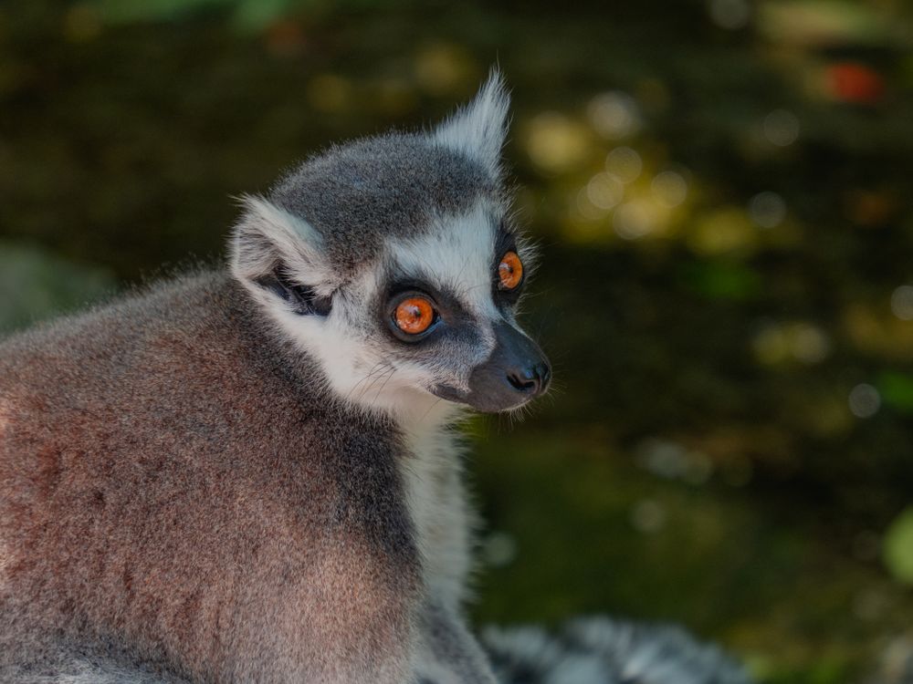 A ring-tailed lemur with bright orange eyes, close up in the forest