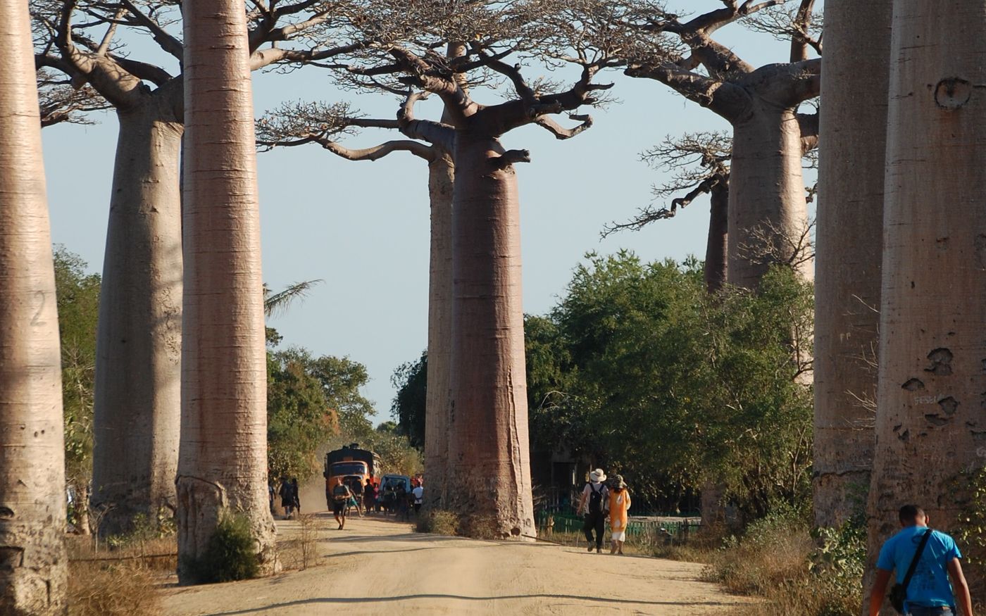 The Avenue of the Baobabs in Madagascar, with people walking the dirt road between the trees